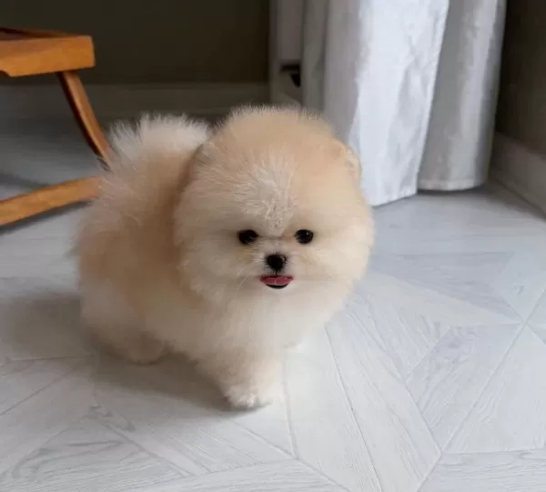 Göz Alıcı Tüy Yapısına Sahip Pomeranian Boo