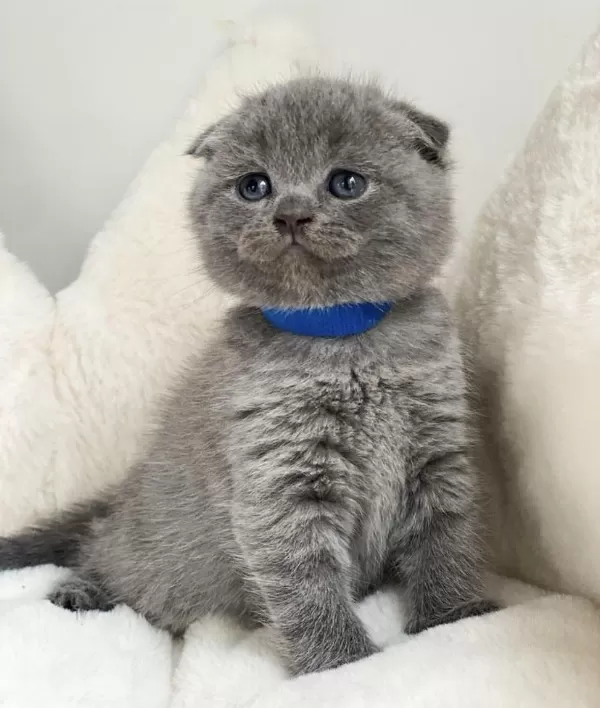 Scottish Fold Gri Yavrularim