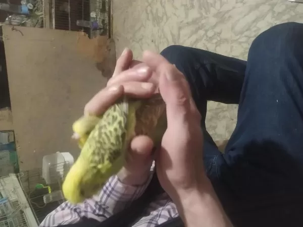 Show Jumbo Muhabbet Kuşu