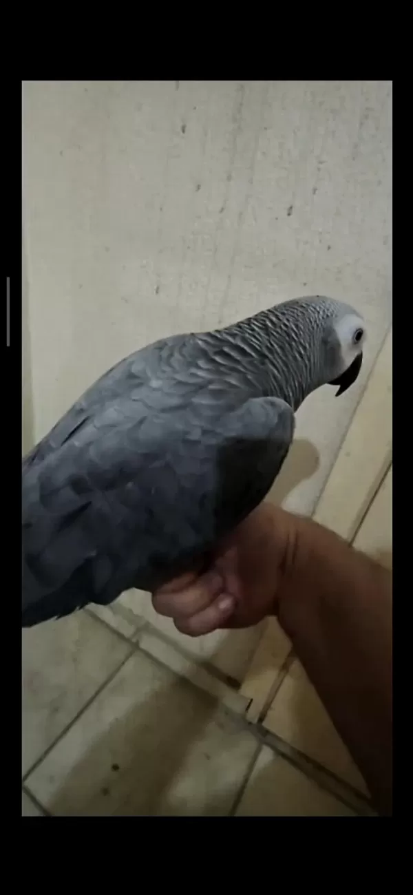 Full Evcil Jako Papağanı