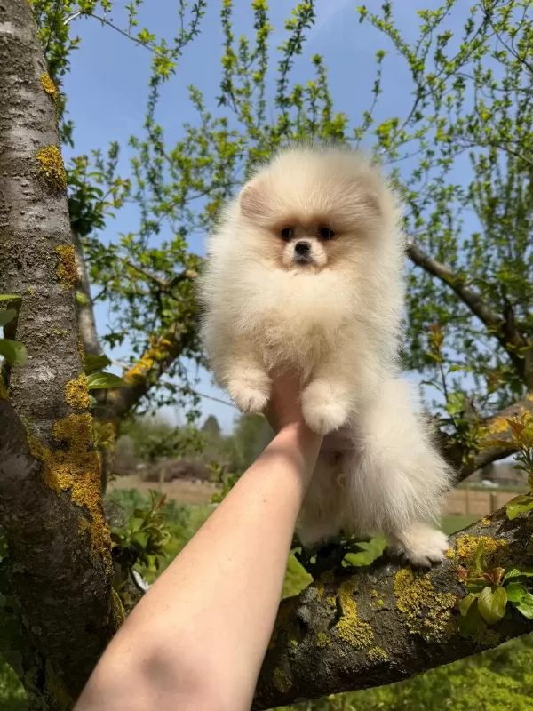 Pomeranian Yavrularımız Teslime Hazır