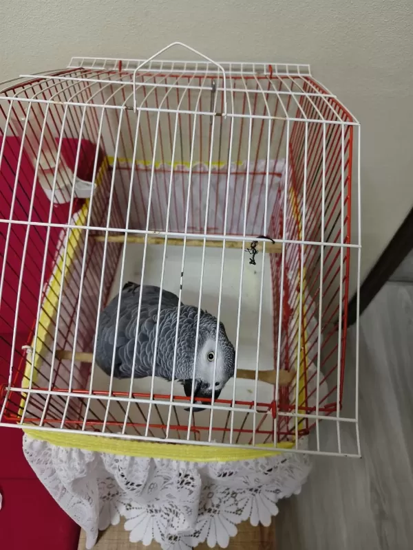 Sağlıklı Jako Papağanımız