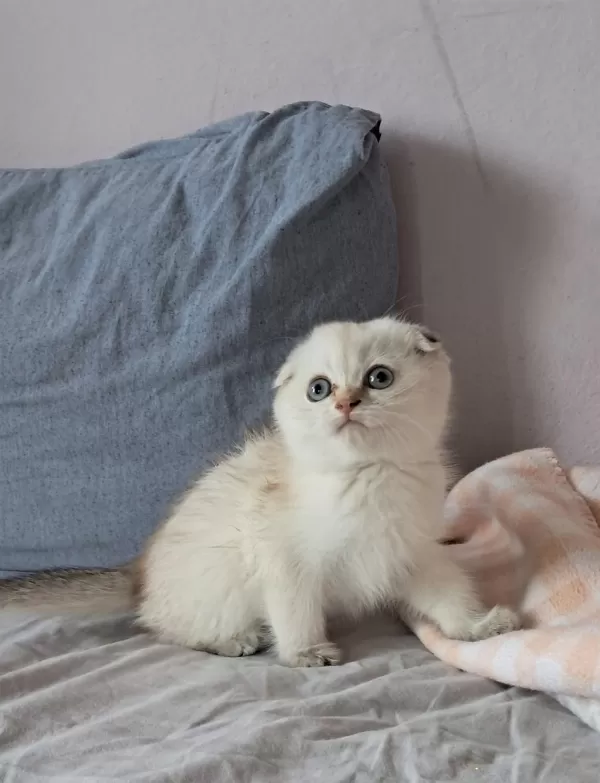 Scottish Fold Point Dişi