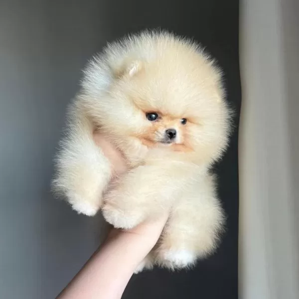 Göz Alıcı Tüy Yapısına Sahip Pomeranian Boo