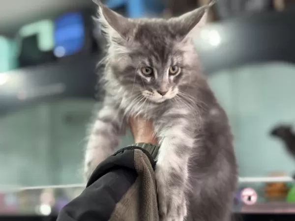 Show Kalite Sçr Belgeli Maine Coon Yavrularımız