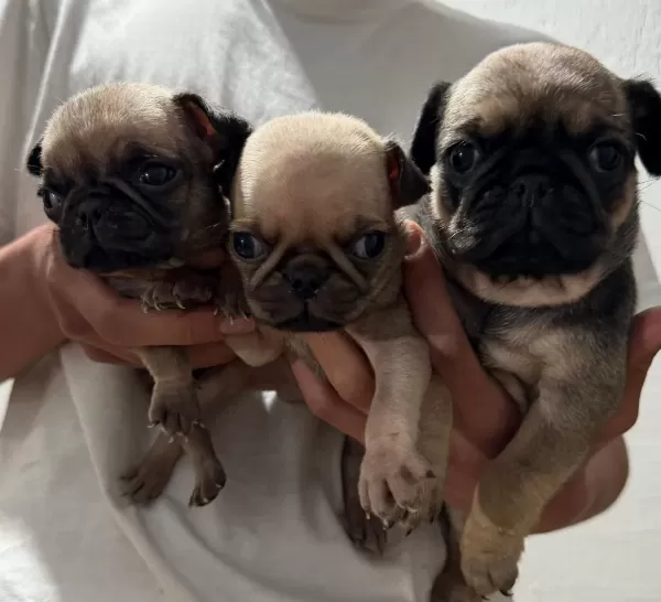 Renk Cümbüşü Gülkuyruk Pug Köpekler