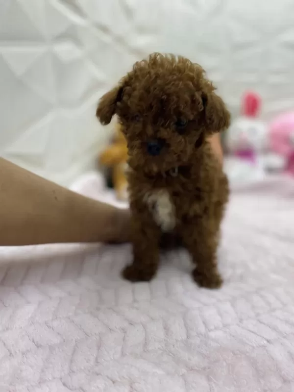 Erkek Dişi Orijinal Kore Poodle Yavrularımız
