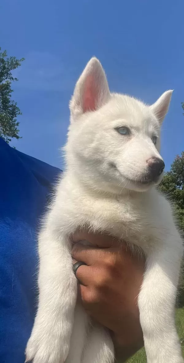 Safkan Mavi Gözlü Husky Yavrular
