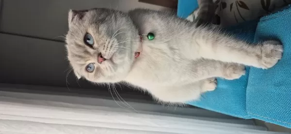 Dişi Aşılı Karneli Safkan Scottish Fold