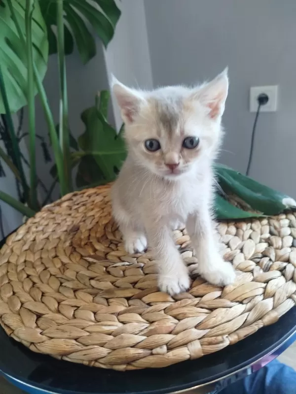 6 Haftalık Yavru Kedilerimiz
