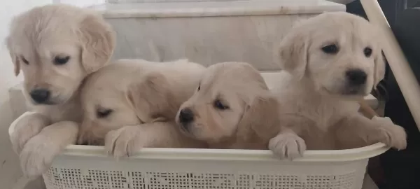 Sağlıklı Golden Retriever Yavruları