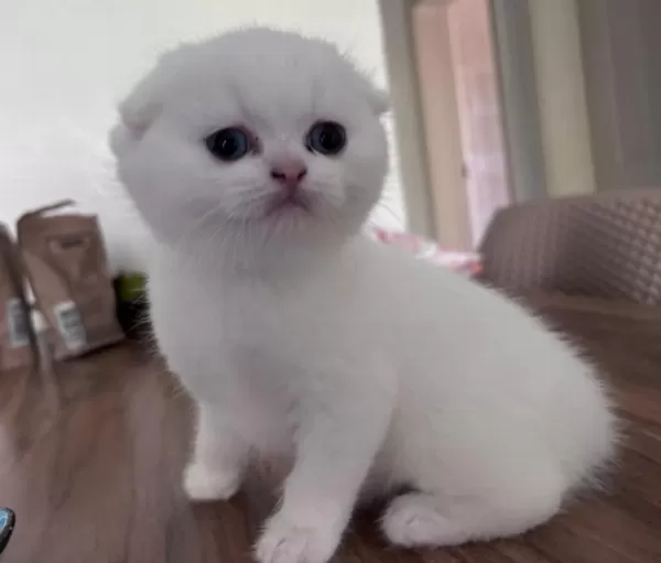Top Kafa Safkan Scottish Fold