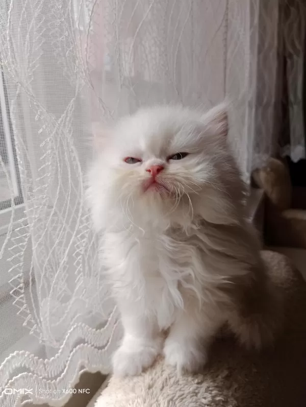 İran Kedisi Sahibimi Arıyorum