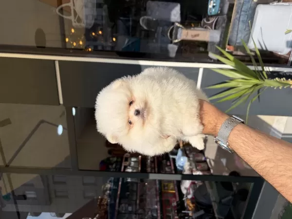 Ukrayna Doğumlu Pomeranian Yavrular