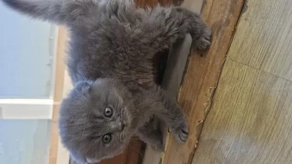 3 Tatlış Scottish Fold Yavrum