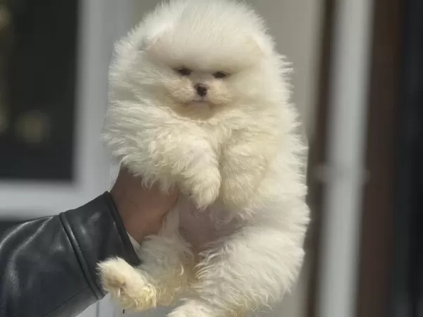 Petmode Köpek Çiftliğinden Tea Cup Pomeranian