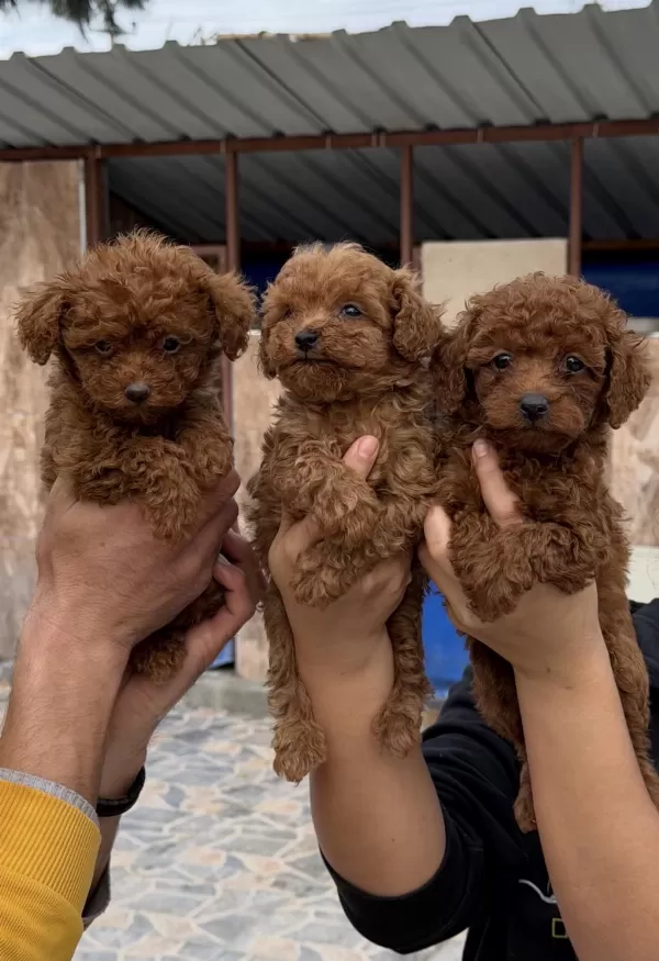 Toy Poodle Yavrularımız