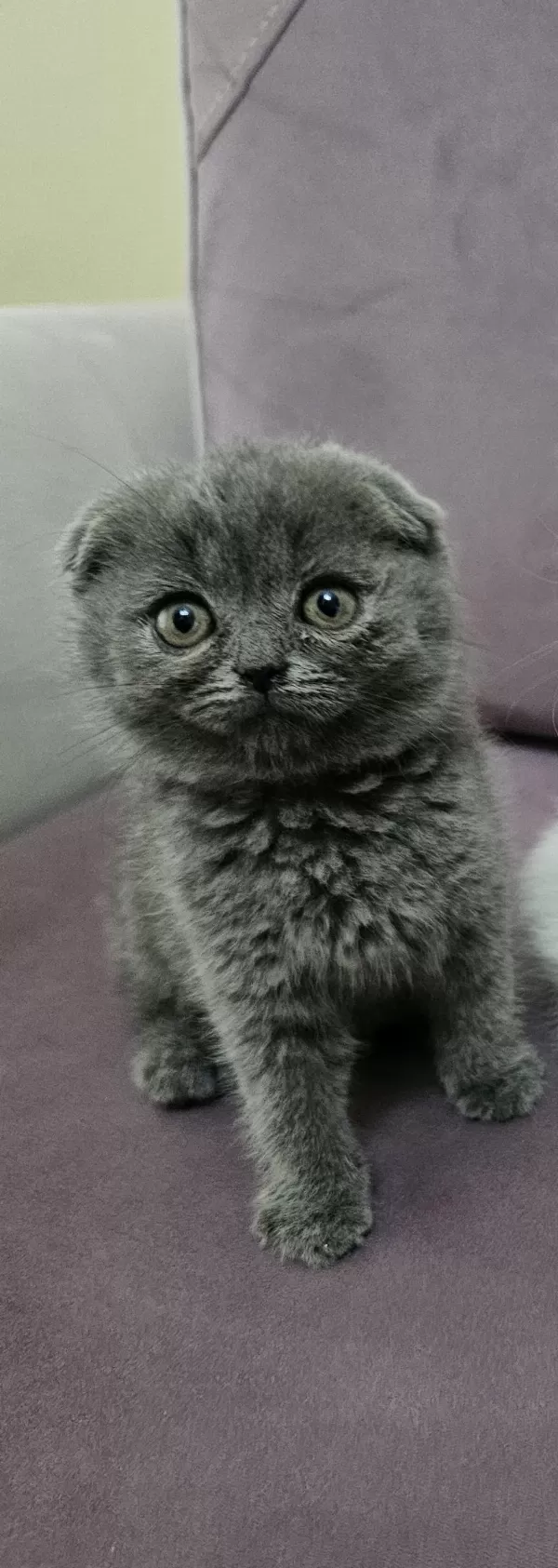 Scottish Fold Yavrumuz