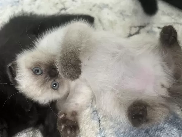 6 Adet Yavru Kedimiz Darıca Merkezdeyiz