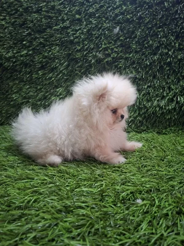 Pomeranian Boo Yavrular [majyajsiz Fönsüz}