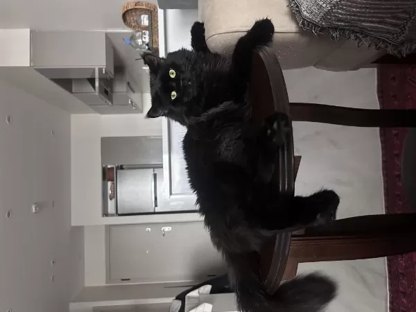 Maine Coon Erkek Kedi – Çiftleşme İçin Eş Arıyor