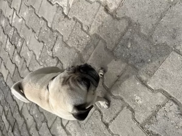 Sevimli Pug Köpeğimiz
