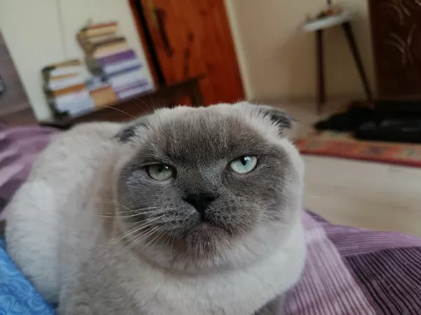 Çok Uysal Bakimli Temiz Eğitimli Güzel Gözlü Scottish Fold