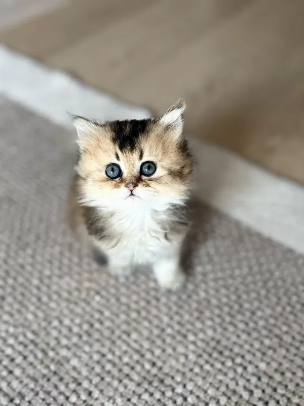 Golden British Longhair