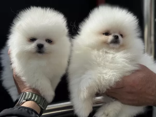Tea Cup Teddy Face Pomeranian Petmode Den