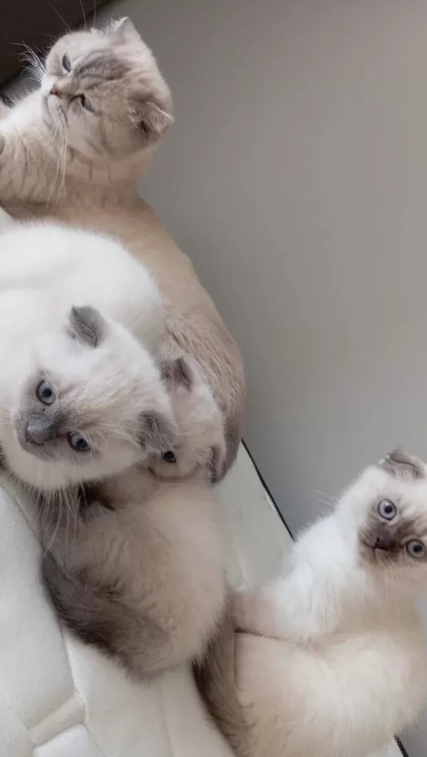 Şirin Scottish Fold Yavrularımıza Güzel Aileler Arıyoruz