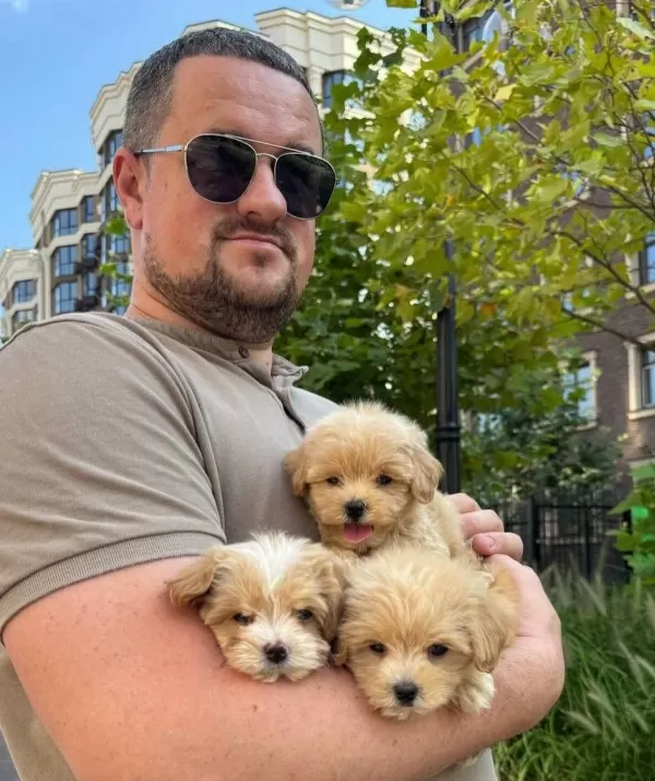 Kore Maltipoo Yavrular