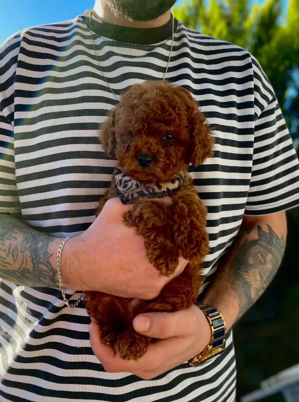 Dark Brown Kore Poodle Bebekler