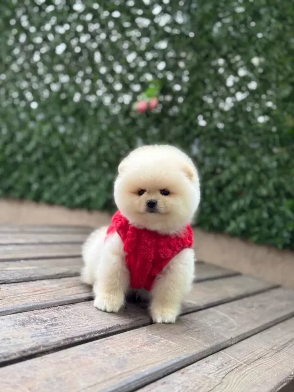 Orjinal Pomeranian Boo Yavrular