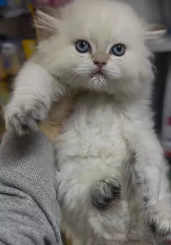 Ay1233 Safkan British Longhair Gollden Point Erkek