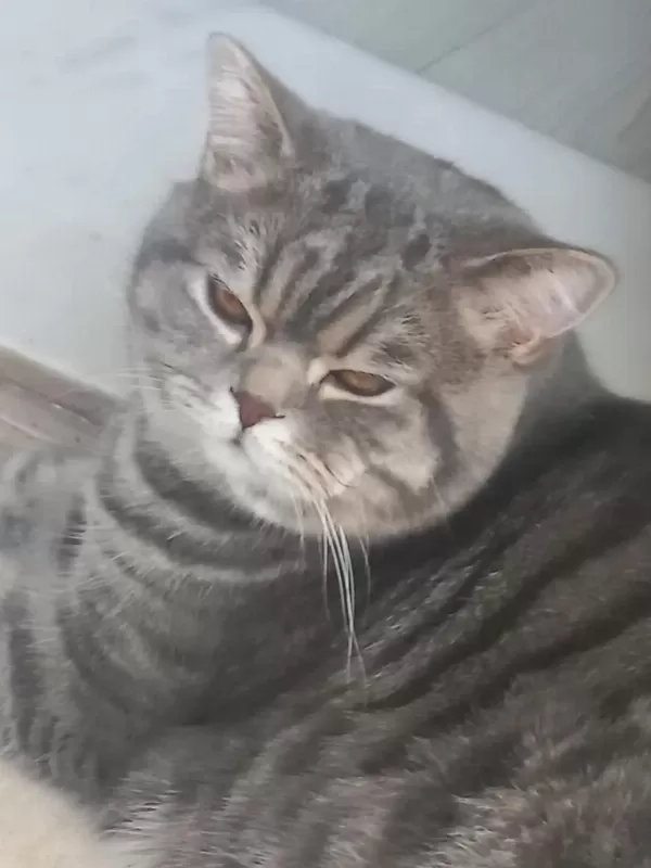 9 Aylık Erkek Kedimiz