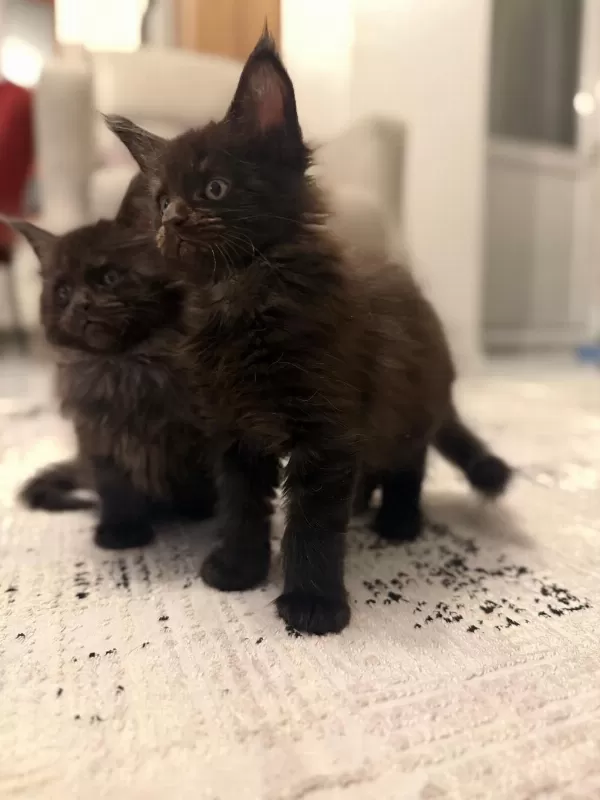Black Smoke Maine Coon Yavrularımız