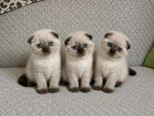 Scottish Fold Chocolate Point