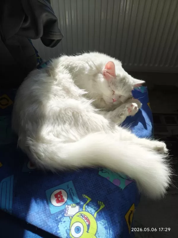 Beyaz British Longhair 5 Aylık