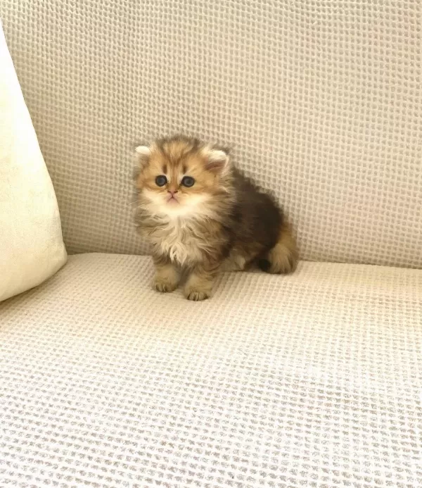 Çikolata Black Golden Longhair Kedimiz