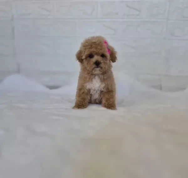 Maltipoo Yavrularımız