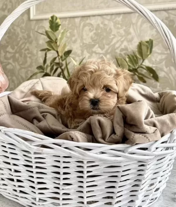 Türkiyenin En Özel Micro Teacup Maltipoo Yavruları