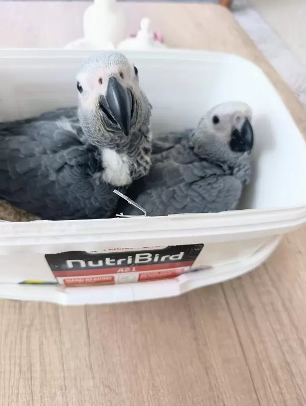 Jako Papağanı Yavrularımız Yeni Ailelerine Gitmeye Hazır