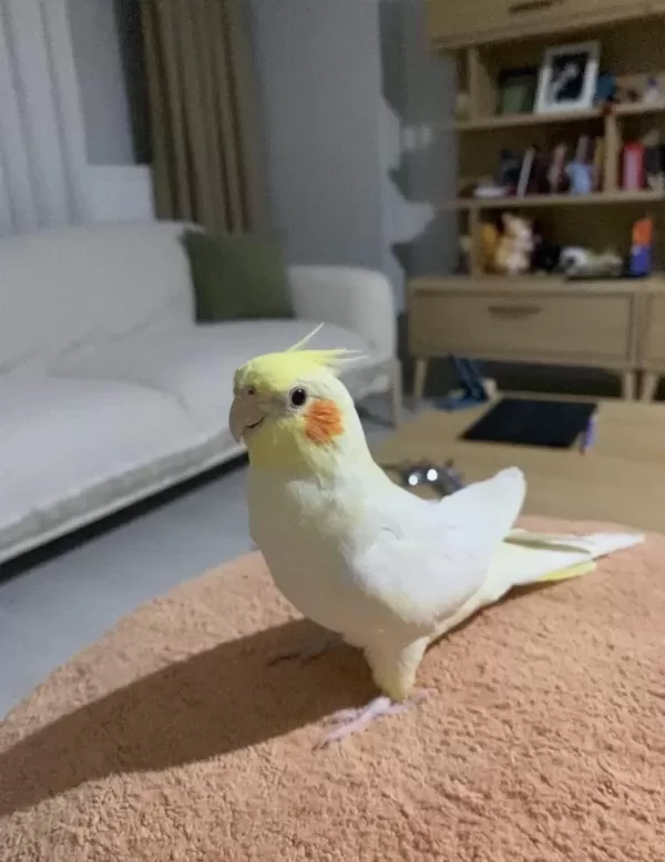 Konuşan Erkek Lutino Sultan Papağanı Bebek