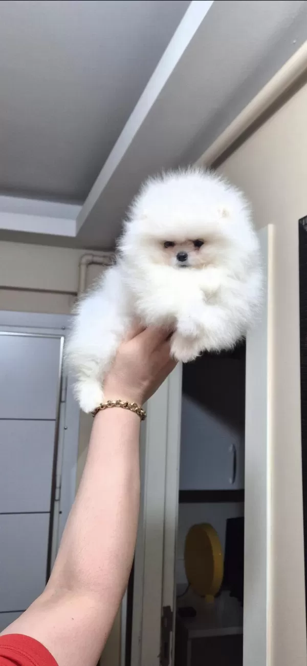 Ayicik Yüz Pomeranian Boo Erkek