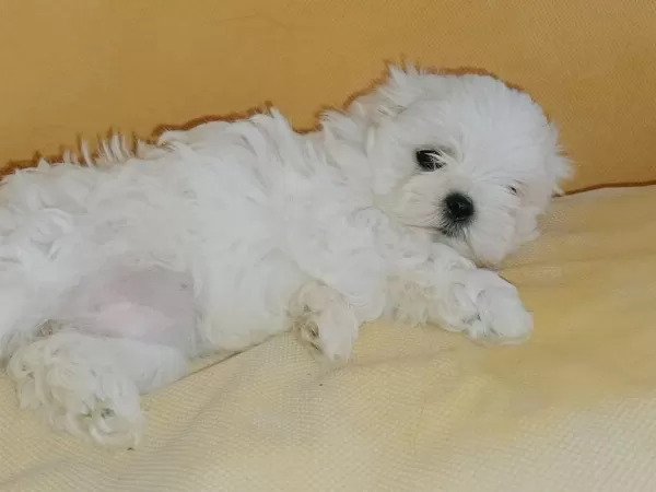 Pamuk Gibi Maltese Kızımız