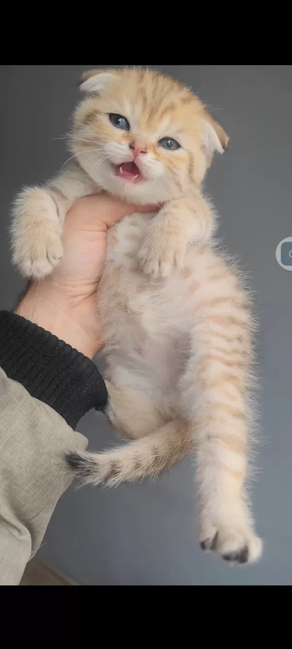 Scottish Fold Kedisi