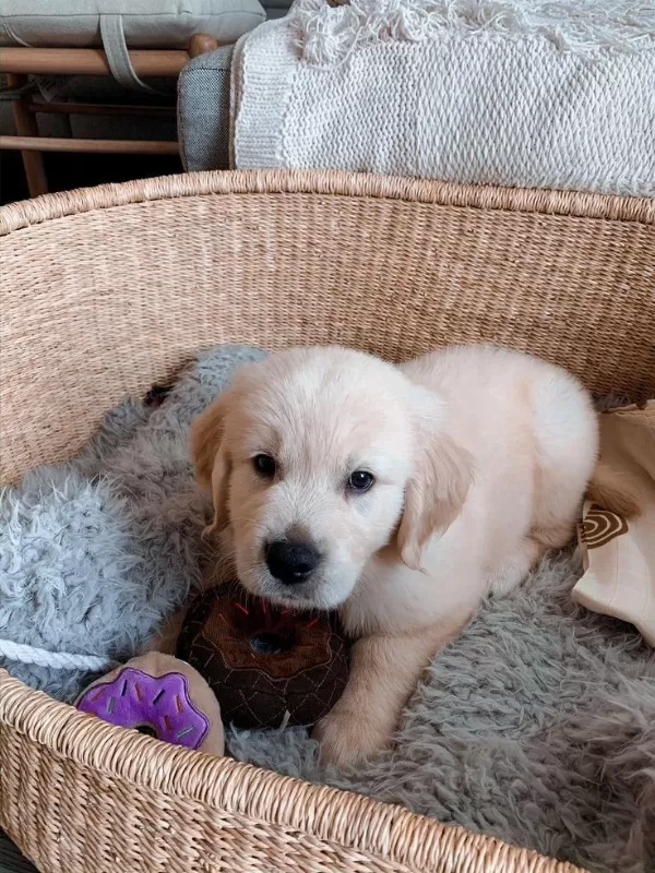 Golden Retriever Yavrularımız