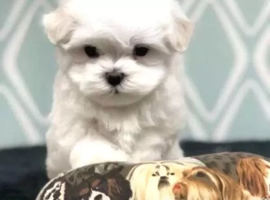 A Kalite Maltese Bebeklerimiz