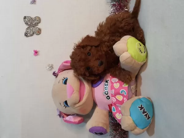 Kore Kan Poodle Yavrular