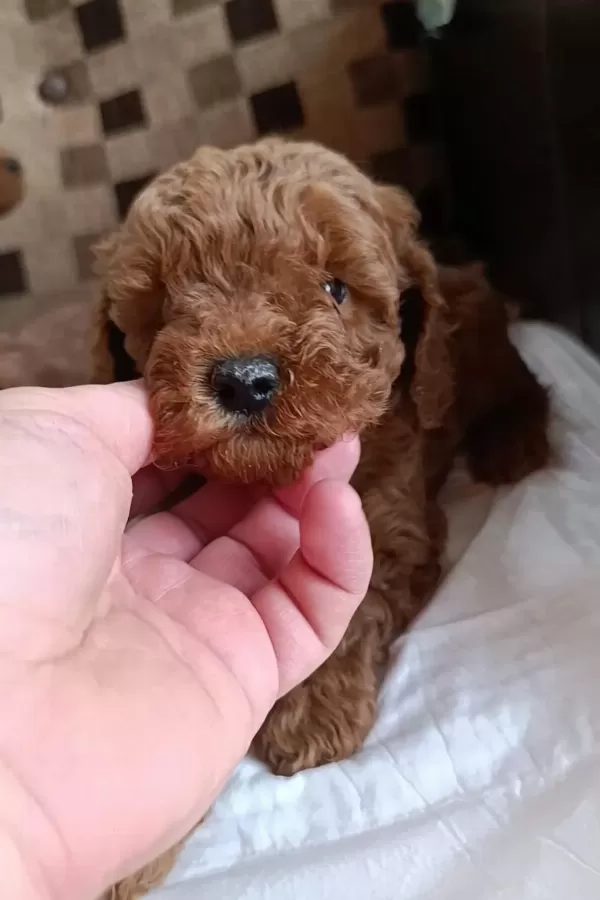 Ev Üretimi Kore Ve Kore Kan Toy Poodle Bebekler Çorlu